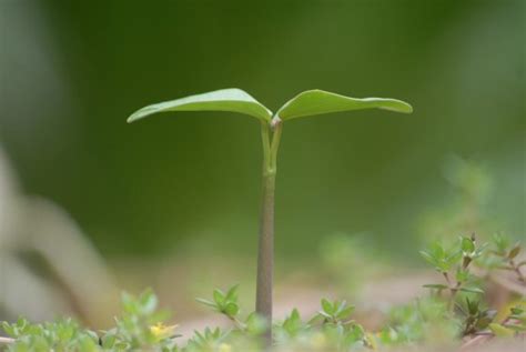 植物與人的關係|植物的竊聽風暴：無聲的植物如何彼此溝通？